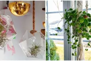 10 Jenis tanaman hias gantung indoor, bikin rumah makin segar