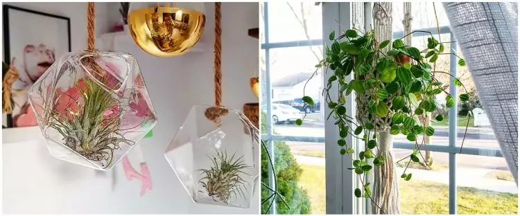 10 Jenis tanaman hias gantung indoor, bikin rumah makin segar