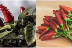 Cara mudah menanam hidroponik cabe, dari pembibitan sampai panen