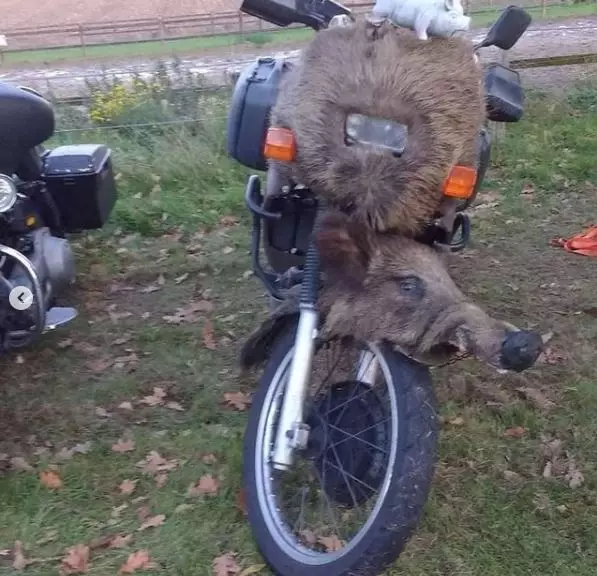 motor berbulu Instagram