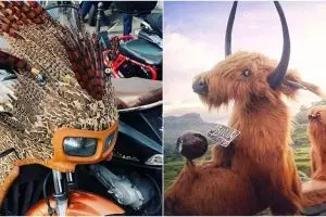 10 Modifikasi motor jadi berbulu ini bikin ngerutin dahi