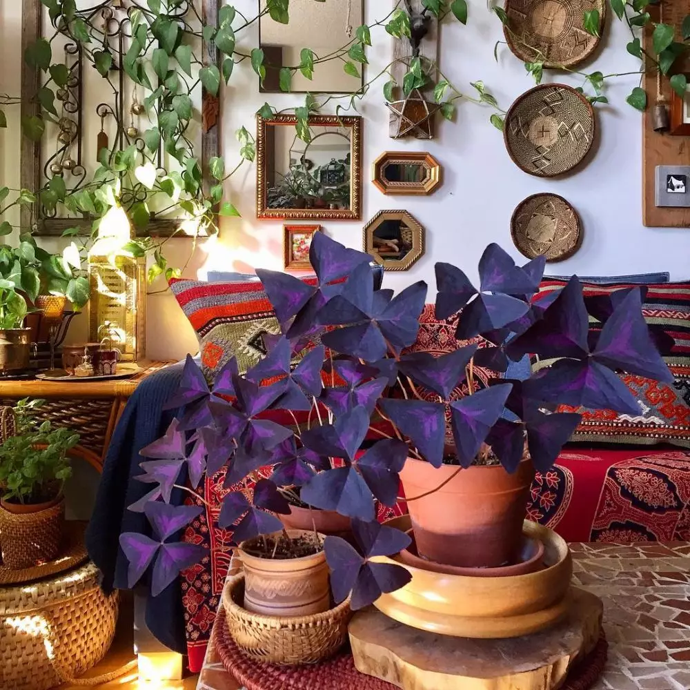 tanaman hias daun ungu © Instagram