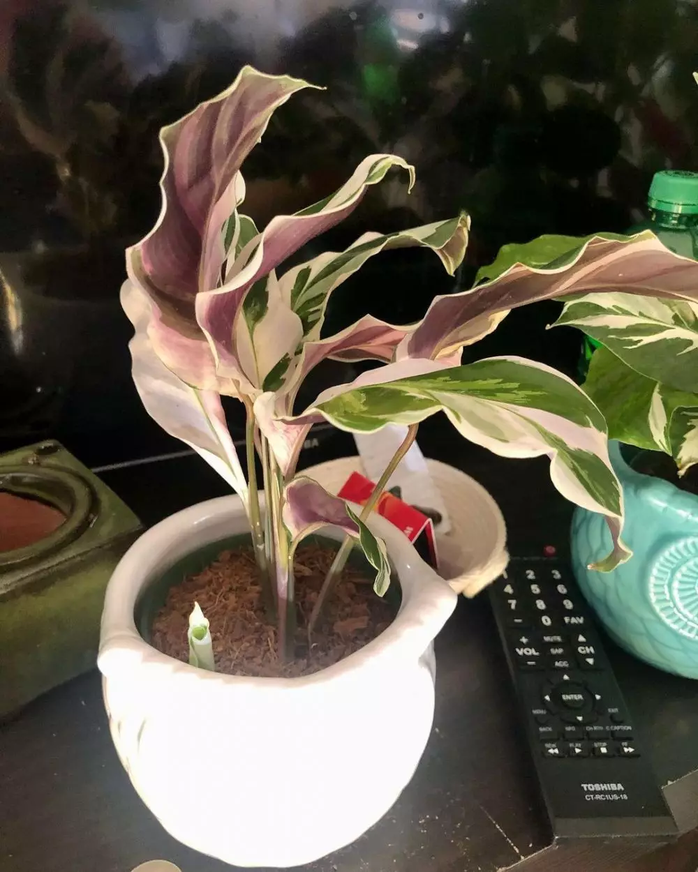 tanaman hias daun ungu © Instagram