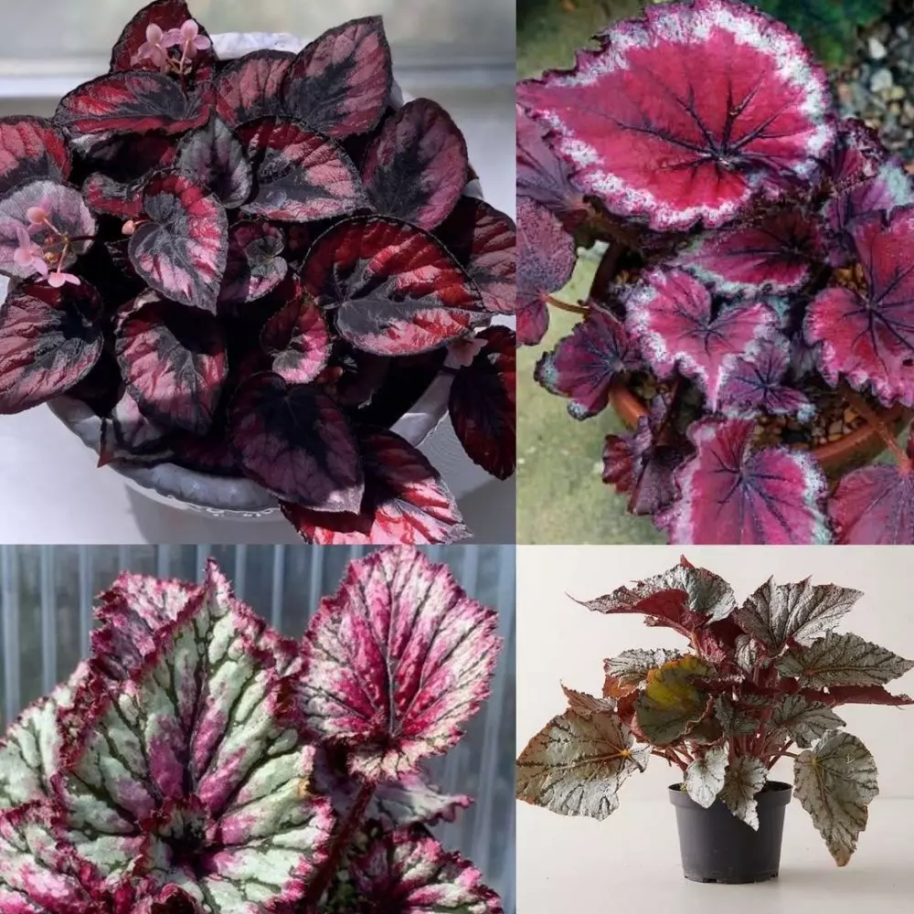 tanaman hias daun ungu © Instagram