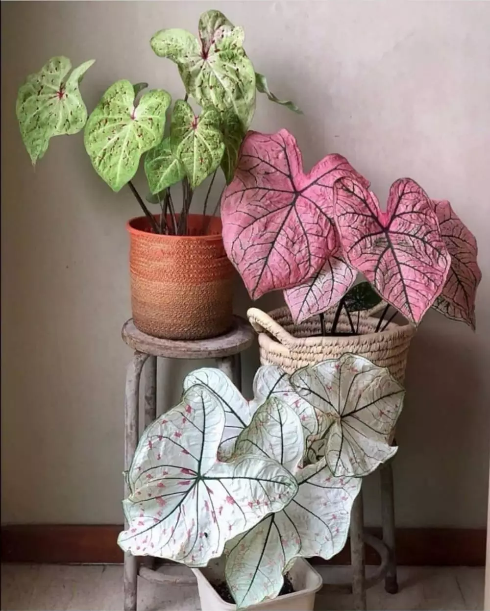 tanaman hias daun ungu © Instagram