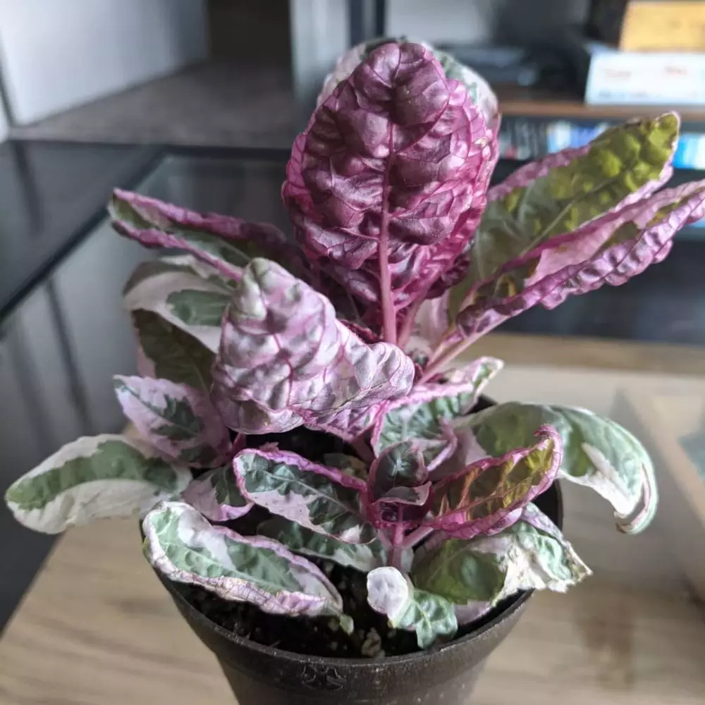 tanaman hias daun ungu © Instagram