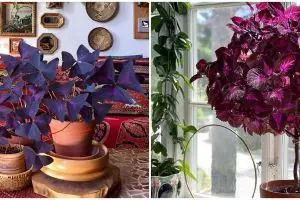 10 Jenis tanaman hias daun ungu, cocok buat mempercantik rumah