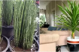 10 Jenis tanaman hias batang, indah dan cocok untuk dekorasi rumah