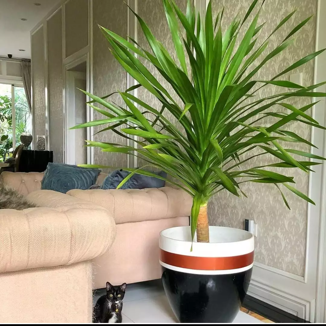 10 Jenis tanaman hias batang, indah dan cocok untuk dekorasi rumah