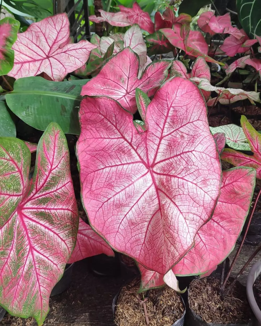 memperbanyak keladi merah © Instagram