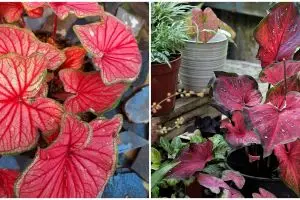 4 Cara memperbanyak keladi merah dengan berbagai metode