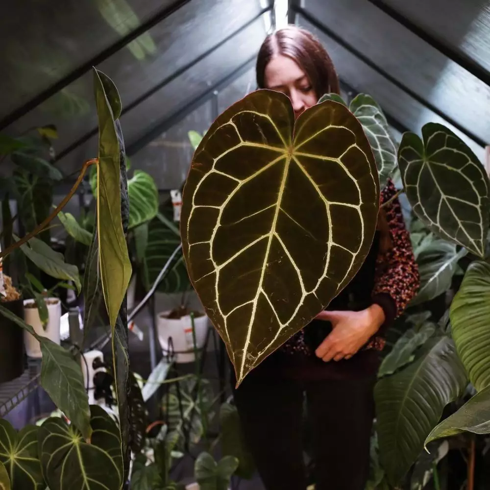Tanaman hias daun lebar Instagram © 2021 brilio.net