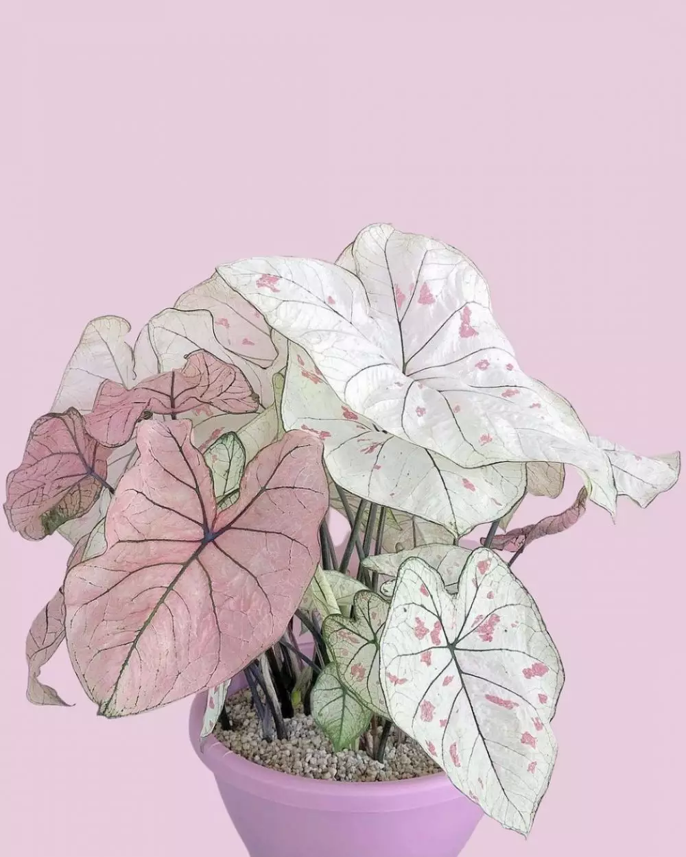 Tanaman hias daun lebar Instagram © 2021 brilio.net