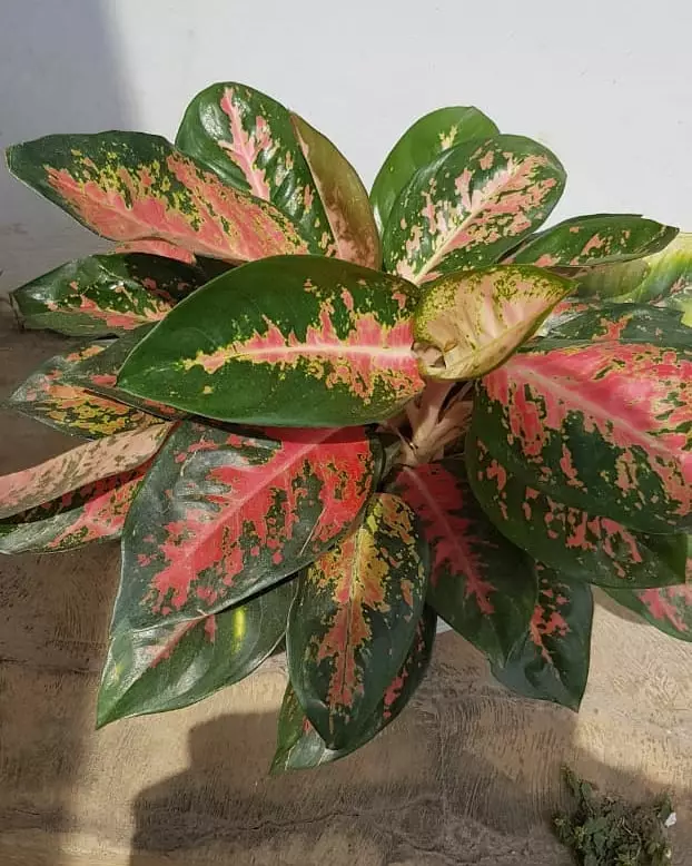 Tanaman hias daun lebar Instagram © 2021 brilio.net