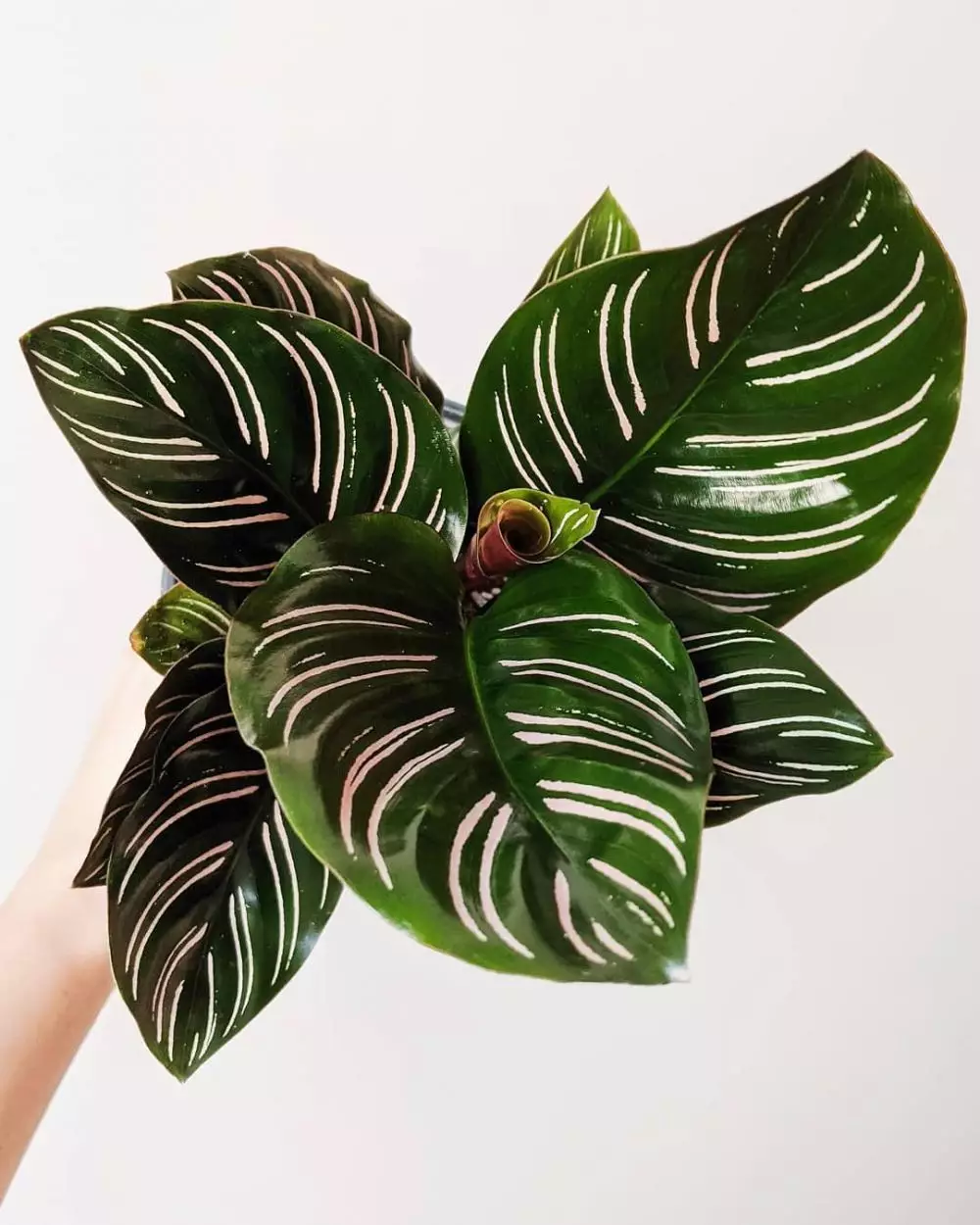 Tanaman hias daun lebar Instagram © 2021 brilio.net