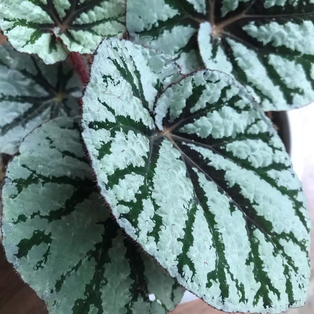 Tanaman hias daun lebar Instagram © 2021 brilio.net