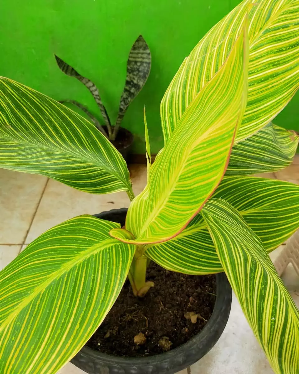 Tanaman hias daun lebar Instagram © 2021 brilio.net