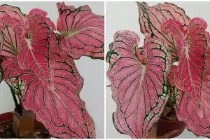 Cara merawat keladi wayang agar berwarna cerah, mudah dan aman