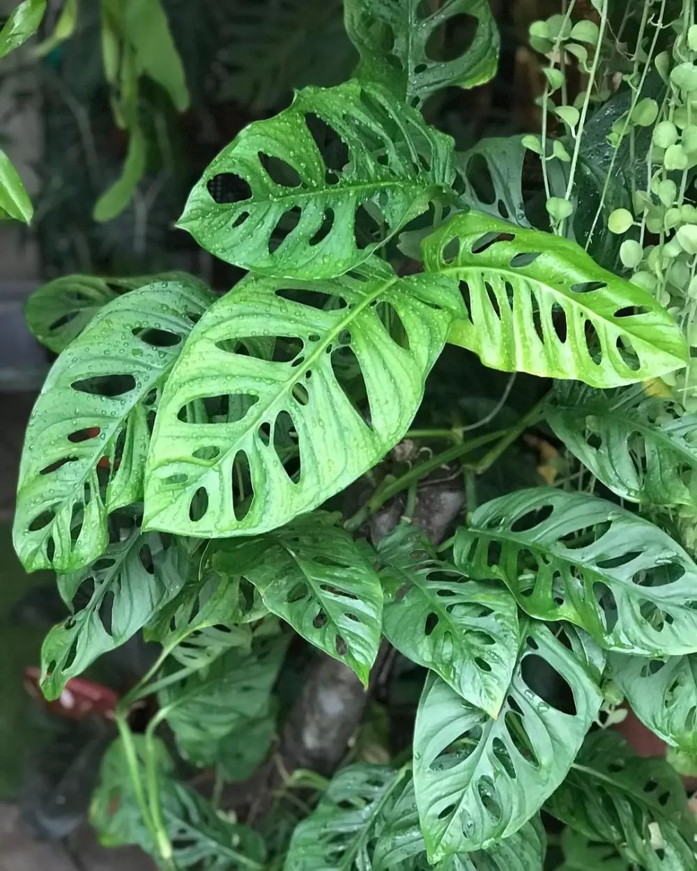 Manfaat tanaman janda bolong Instagram