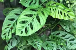 5 Manfaat tanaman janda bolong, bukan sekadar penghias