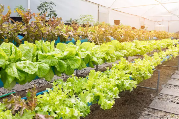 Alat untuk menanam dengan metode hidroponik © freepik.com