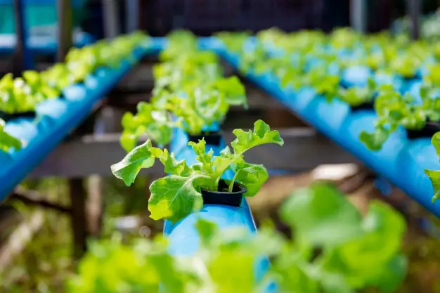 Alat untuk menanam dengan metode hidroponik © freepik.com