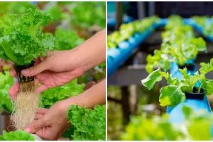 5 Alat untuk menanam dengan metode hidroponik, lengkap dengan caranya