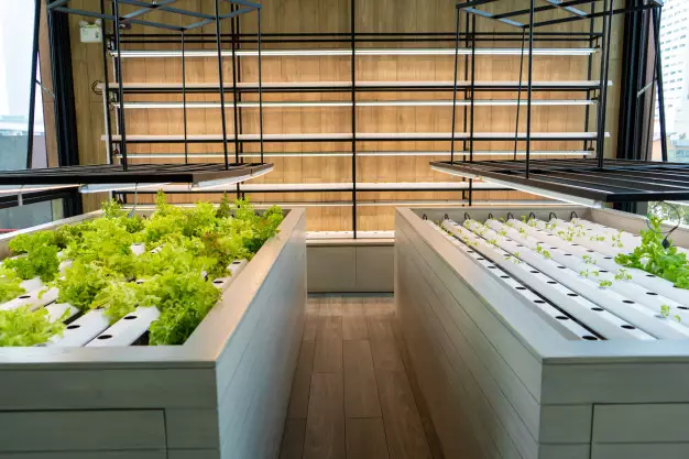 menanam tanaman hidroponik di atas kolam Instagram; freepik ; pixabay © 2021 brilio.net menanam tanaman hidroponik di atas kolam Instagram; freepik ; pixabay © 2021 brilio.net