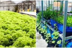 Cara menanam tanaman hidroponik di atas kolam lele