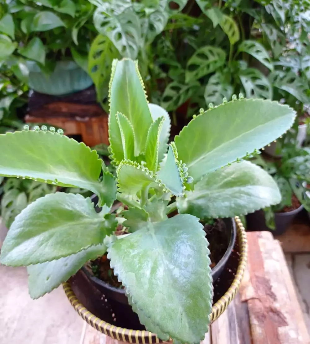 Tanaman obat ambeien Instagram ; Freepik © 2021 brilio.net