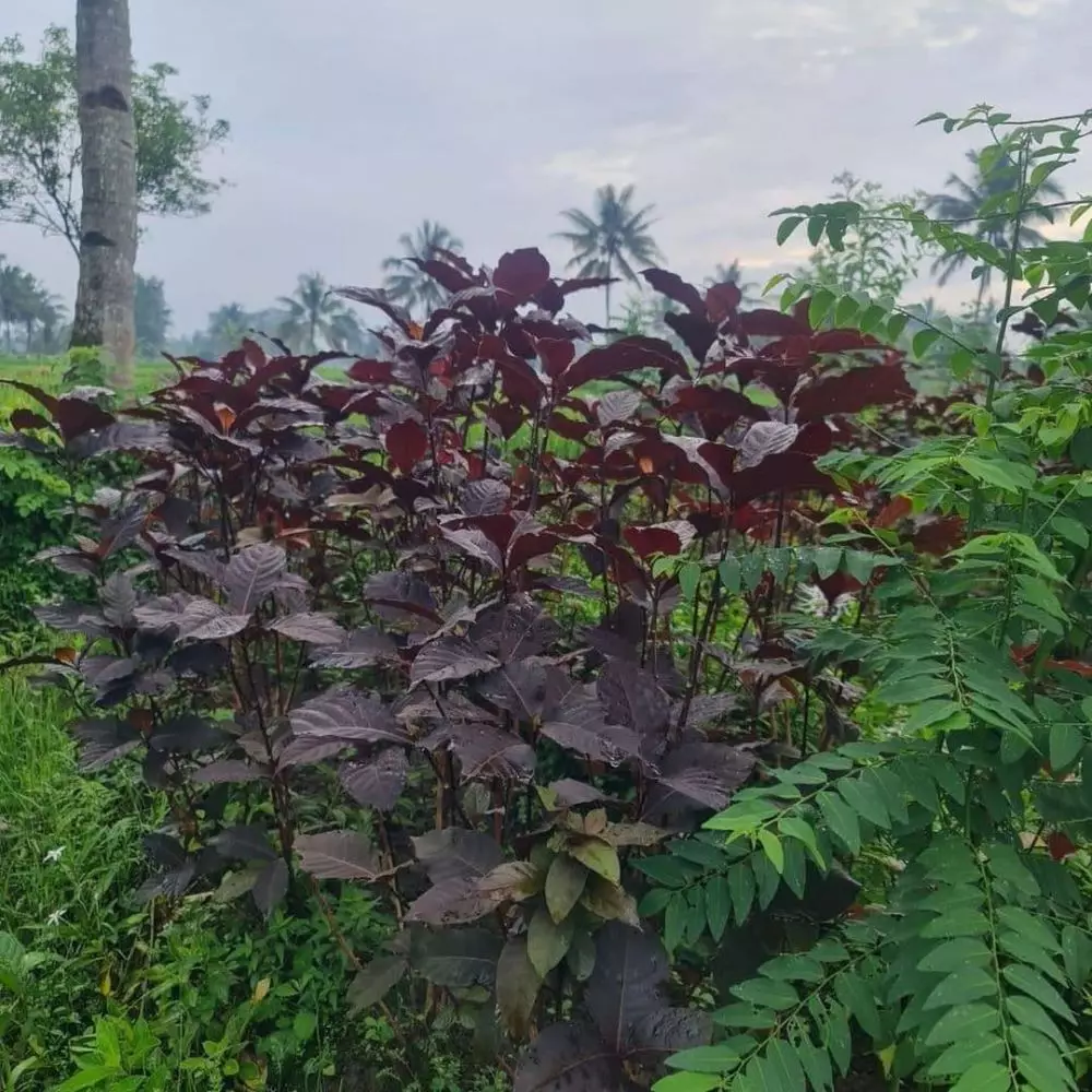 Tanaman obat ambeien Instagram ; Freepik © 2021 brilio.net