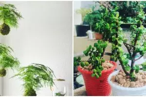 10 Jenis tanaman hias daun kecil, cantik dan mudah dirawat