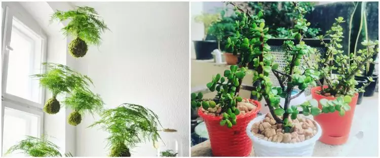 10 Jenis tanaman hias daun kecil, cantik dan mudah dirawat