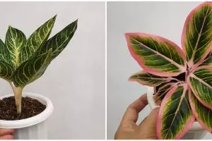 6 Jenis pupuk untuk bunga aglonema dan cara menggunakannya