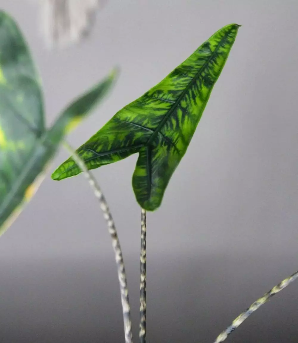 Jenis tanaman hias daun alocasia © 2021 brilio.net Jenis tanaman hias daun alocasia © 2021 brilio.net