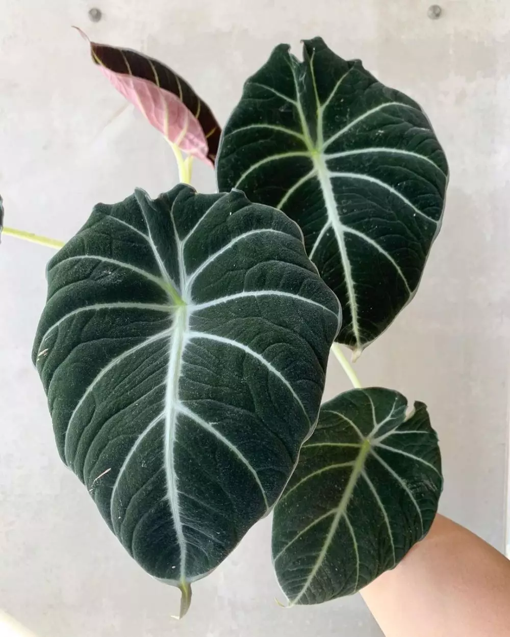 Jenis tanaman hias daun alocasia © 2021 brilio.net Jenis tanaman hias daun alocasia © 2021 brilio.net