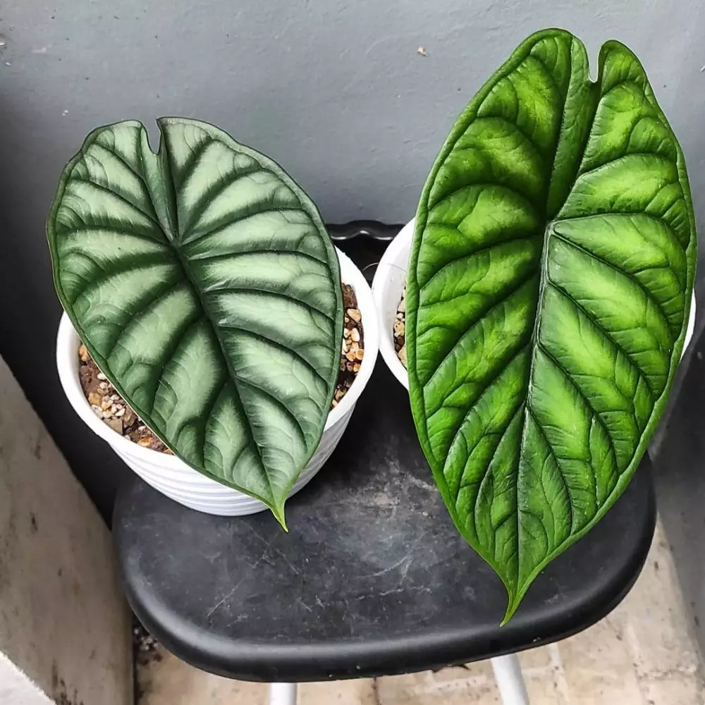 Jenis tanaman hias daun alocasia © 2021 brilio.net Jenis tanaman hias daun alocasia © 2021 brilio.net