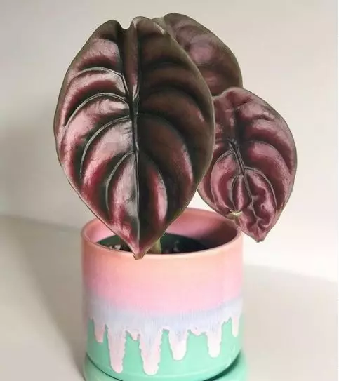 Jenis tanaman hias daun alocasia © 2021 brilio.net Jenis tanaman hias daun alocasia © 2021 brilio.net