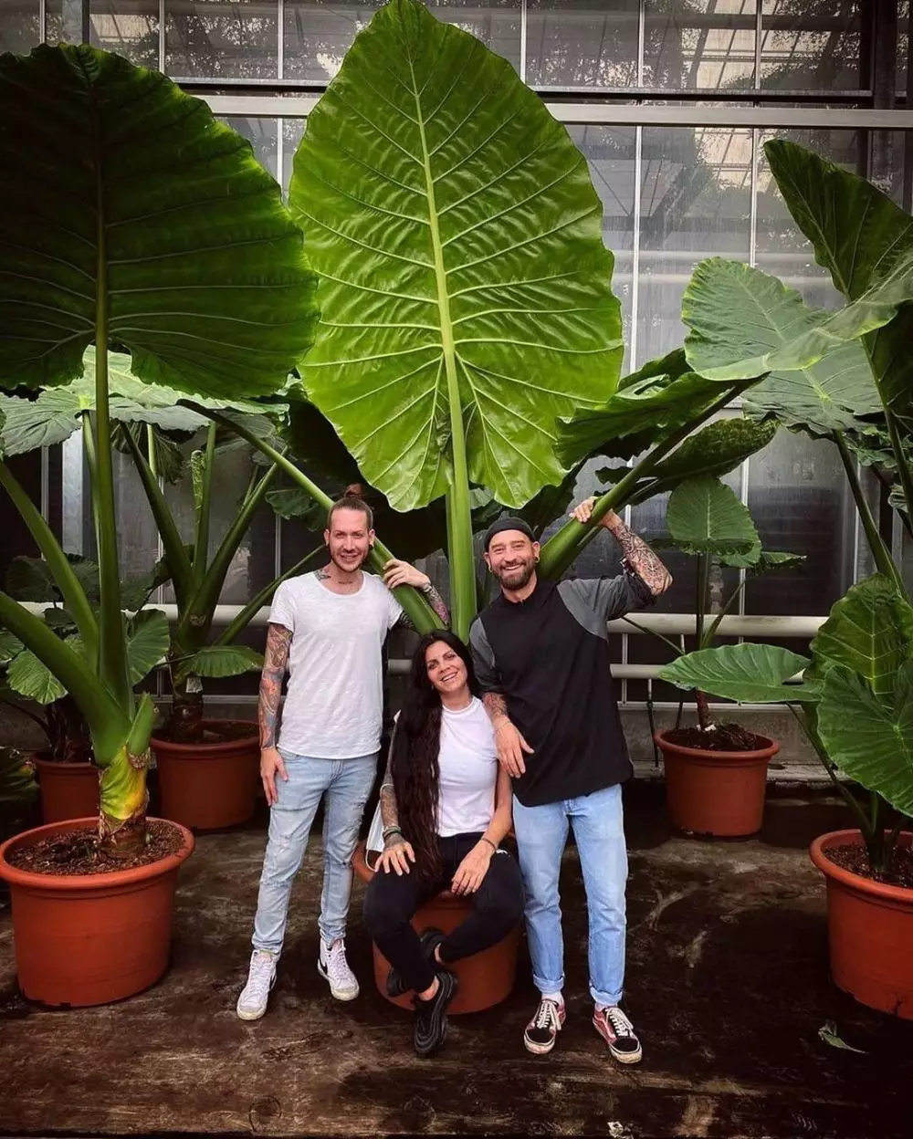 Jenis tanaman hias daun alocasia © 2021 brilio.net Jenis tanaman hias daun alocasia © 2021 brilio.net