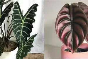 10 Jenis tanaman hias daun Alocasia, coraknya indah dan mudah dirawat