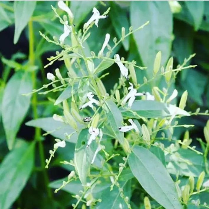 Tanaman obat asam urat freepik, Instagram, Pixabay© 2021 brilio.net Tanaman obat asam urat freepik, Instagram, Pixabay© 2021 brilio.net