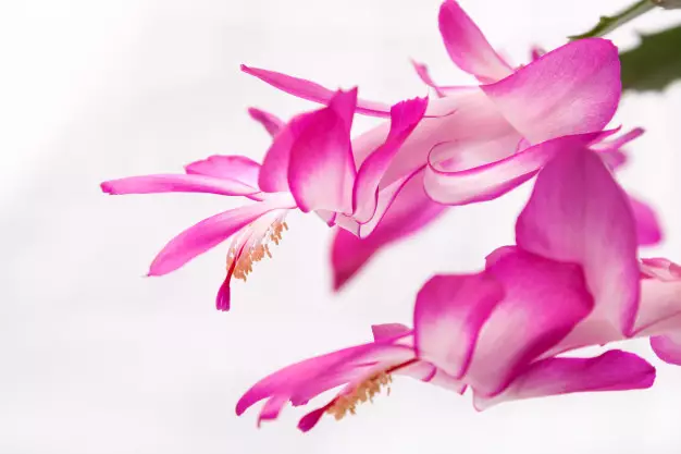 Jenis tanaman hias gantung tahan panas © Istimewa