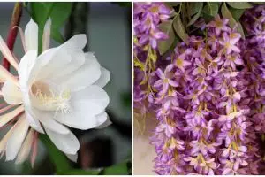 9 Jenis tanaman hias gantung tahan panas, cocok jadi hiasan outdoor