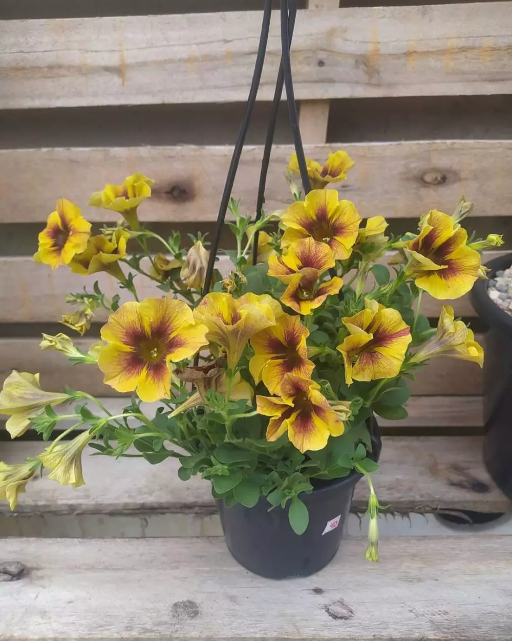 tanaman hias gantung dinding © Instagram