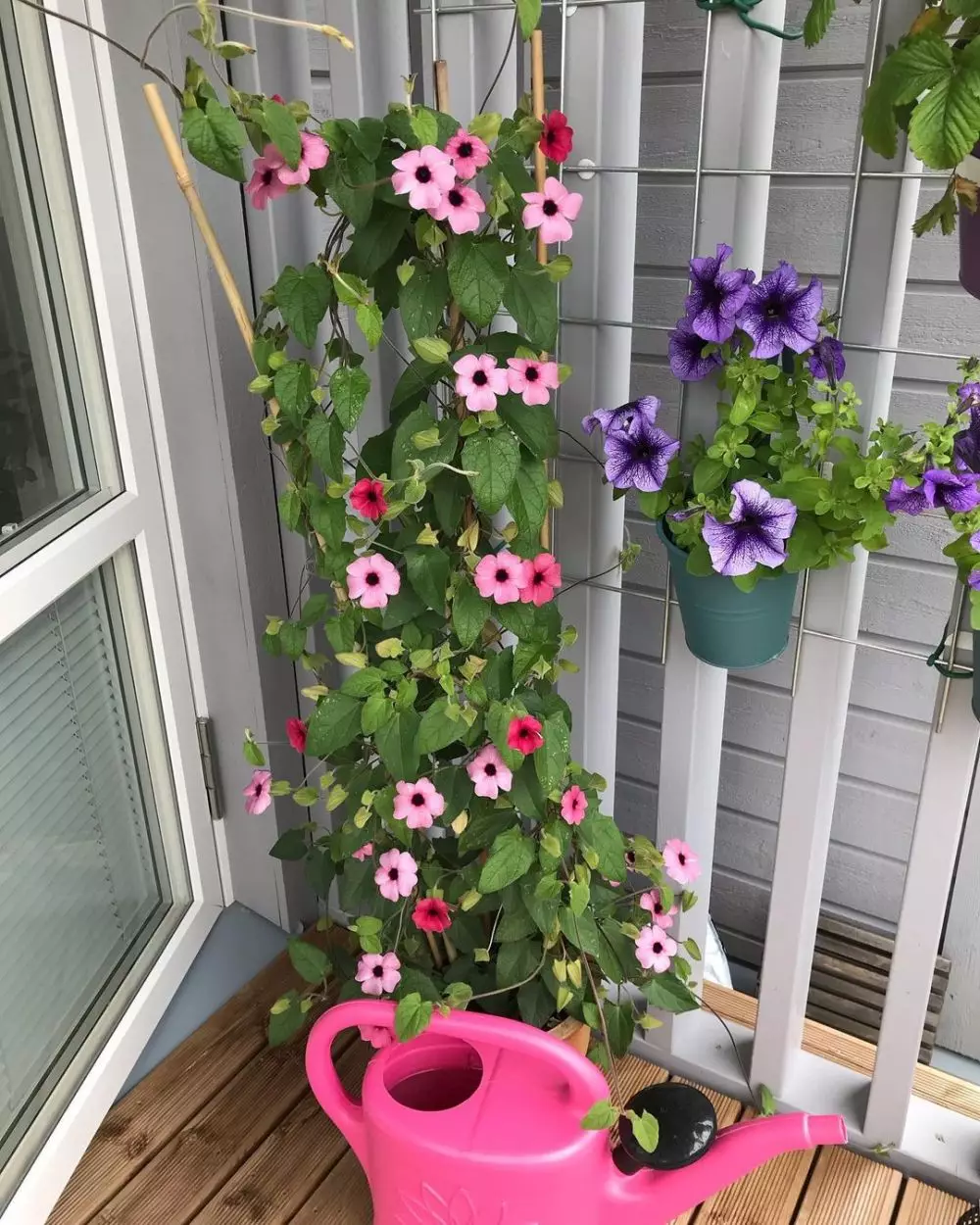 tanaman hias gantung dinding © Instagram