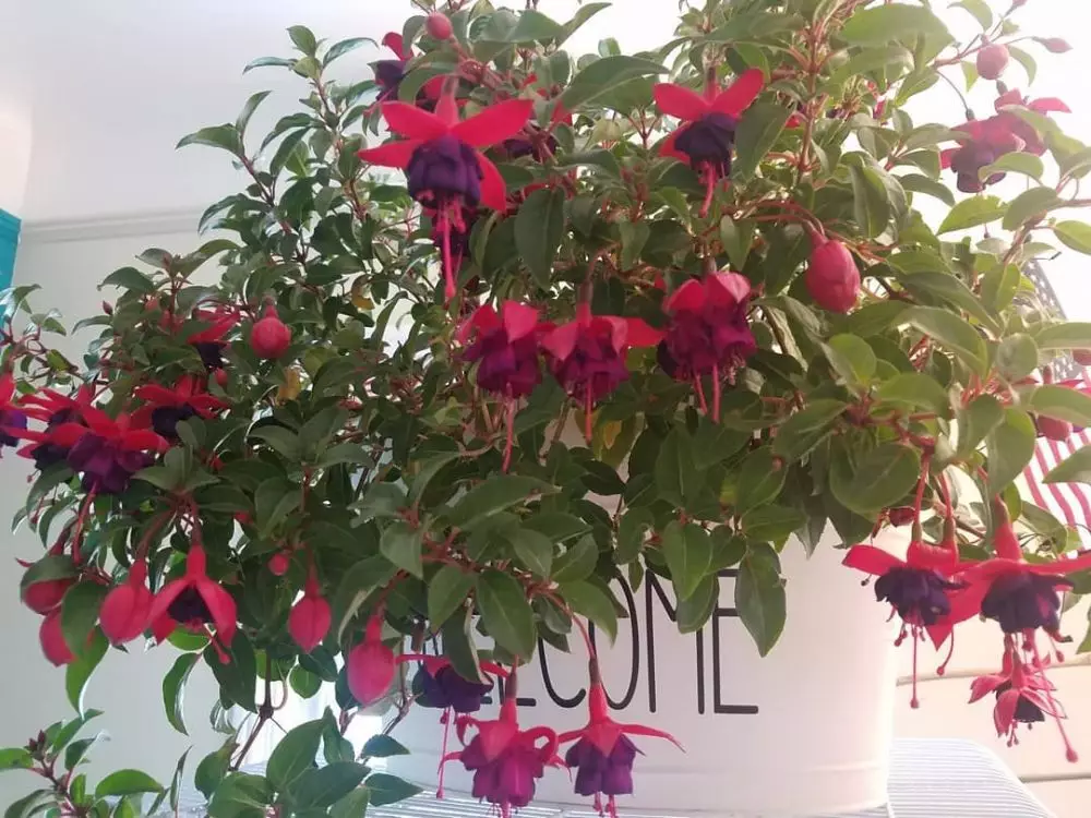 tanaman hias gantung dinding © Instagram