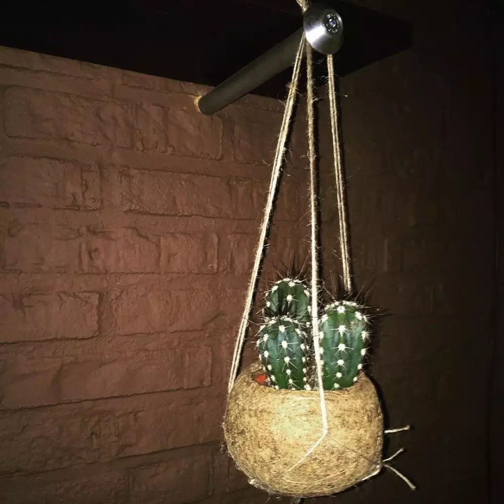 tanaman hias gantung dinding © Instagram