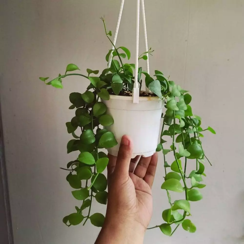 tanaman hias gantung dinding © Instagram