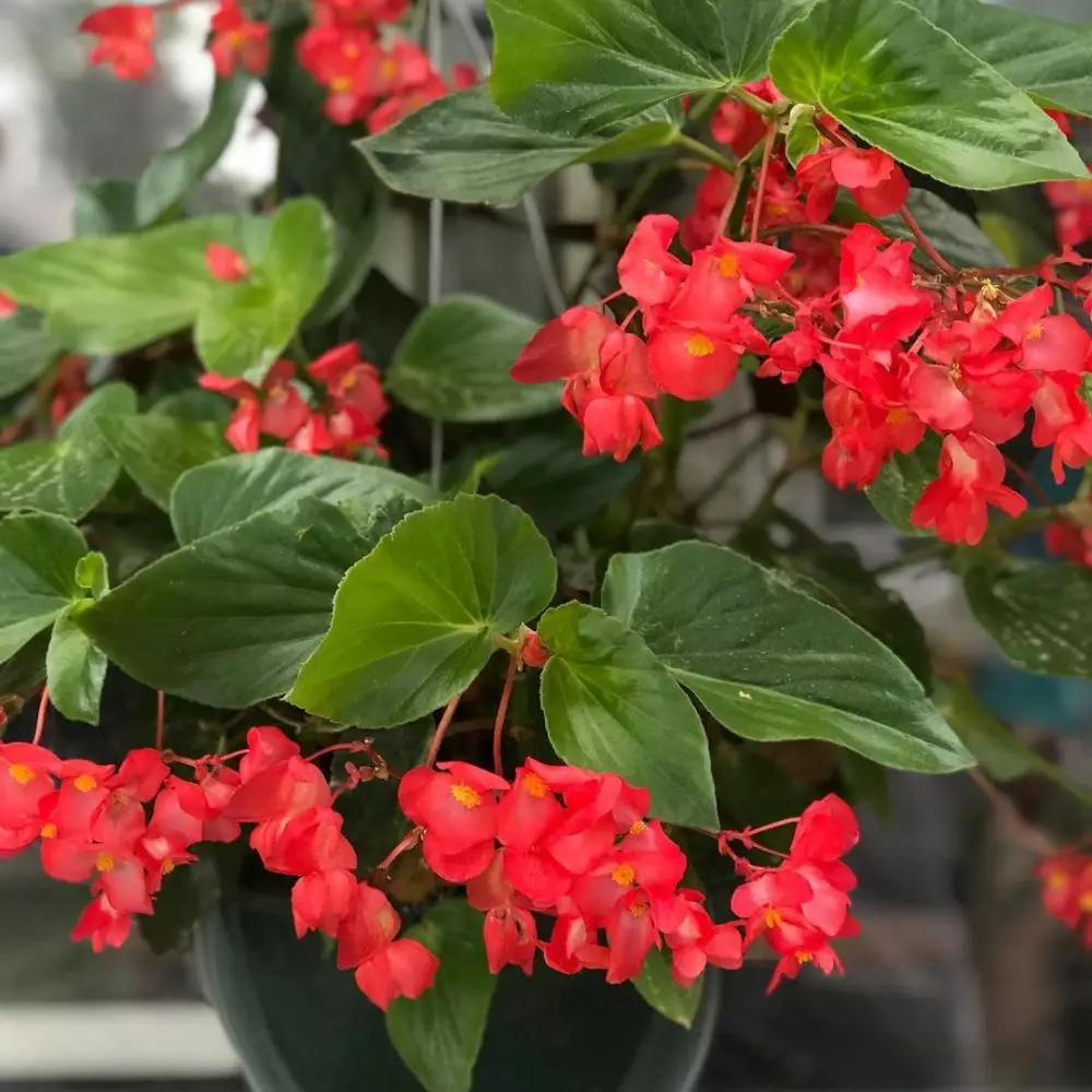 tanaman hias gantung dinding © Instagram