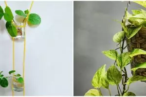 10 Tanaman hias gantung dinding, bikin rumah makin asri